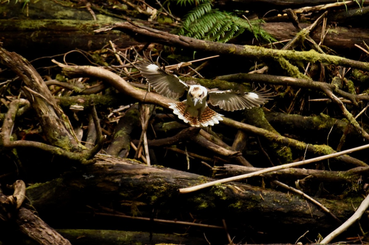 Laughing Kookaburra - ML645037904
