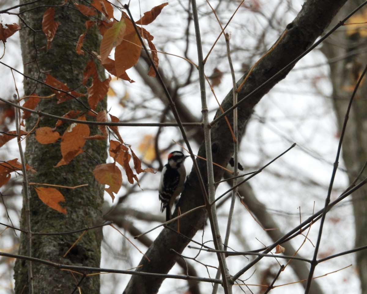 Downy Woodpecker - ML645037905