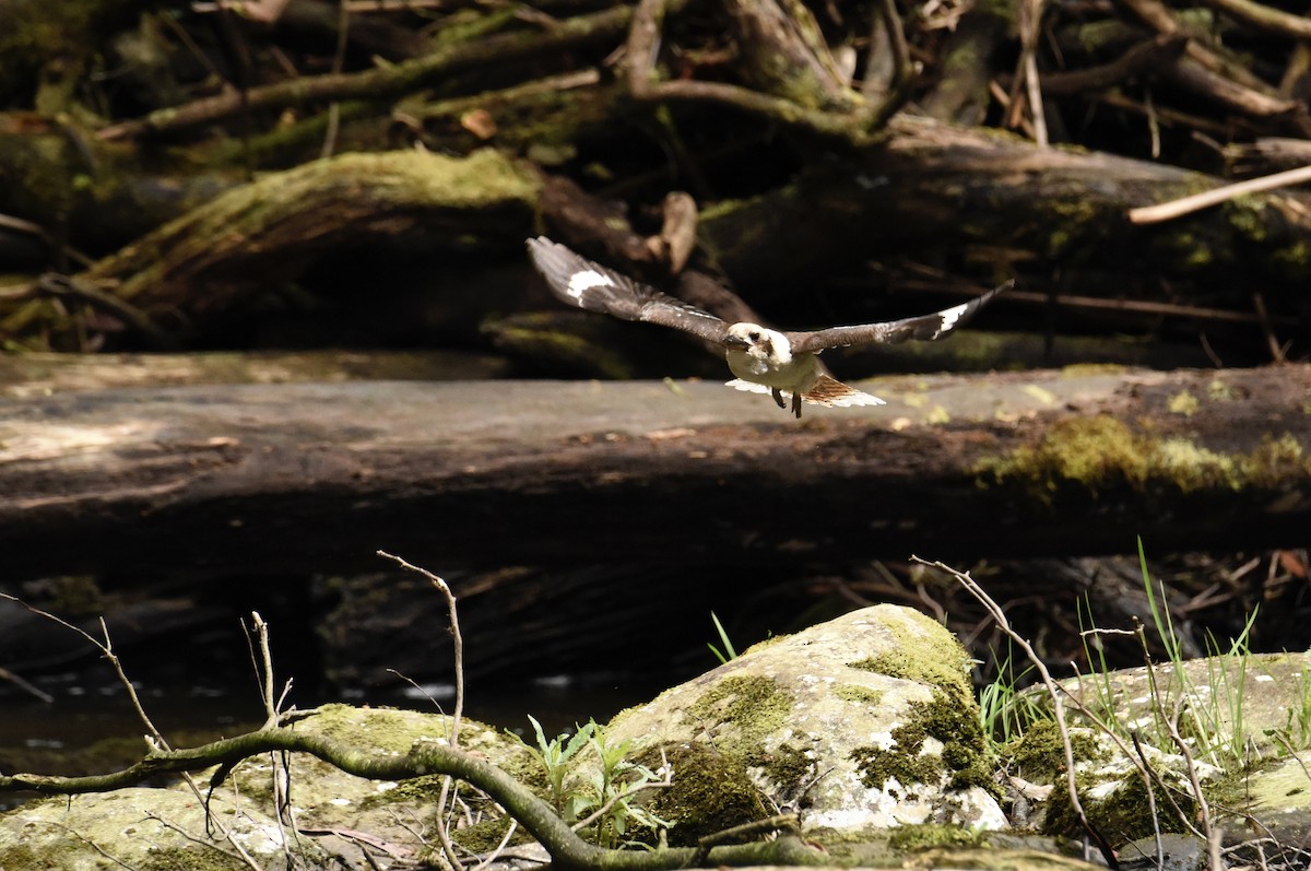 Laughing Kookaburra - ML645037906