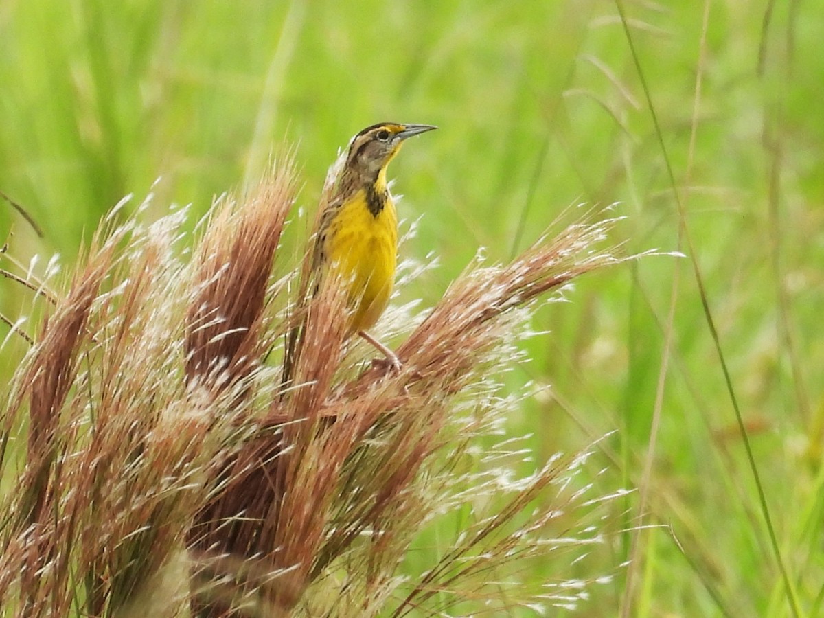 Eastern Meadowlark - ML645037908