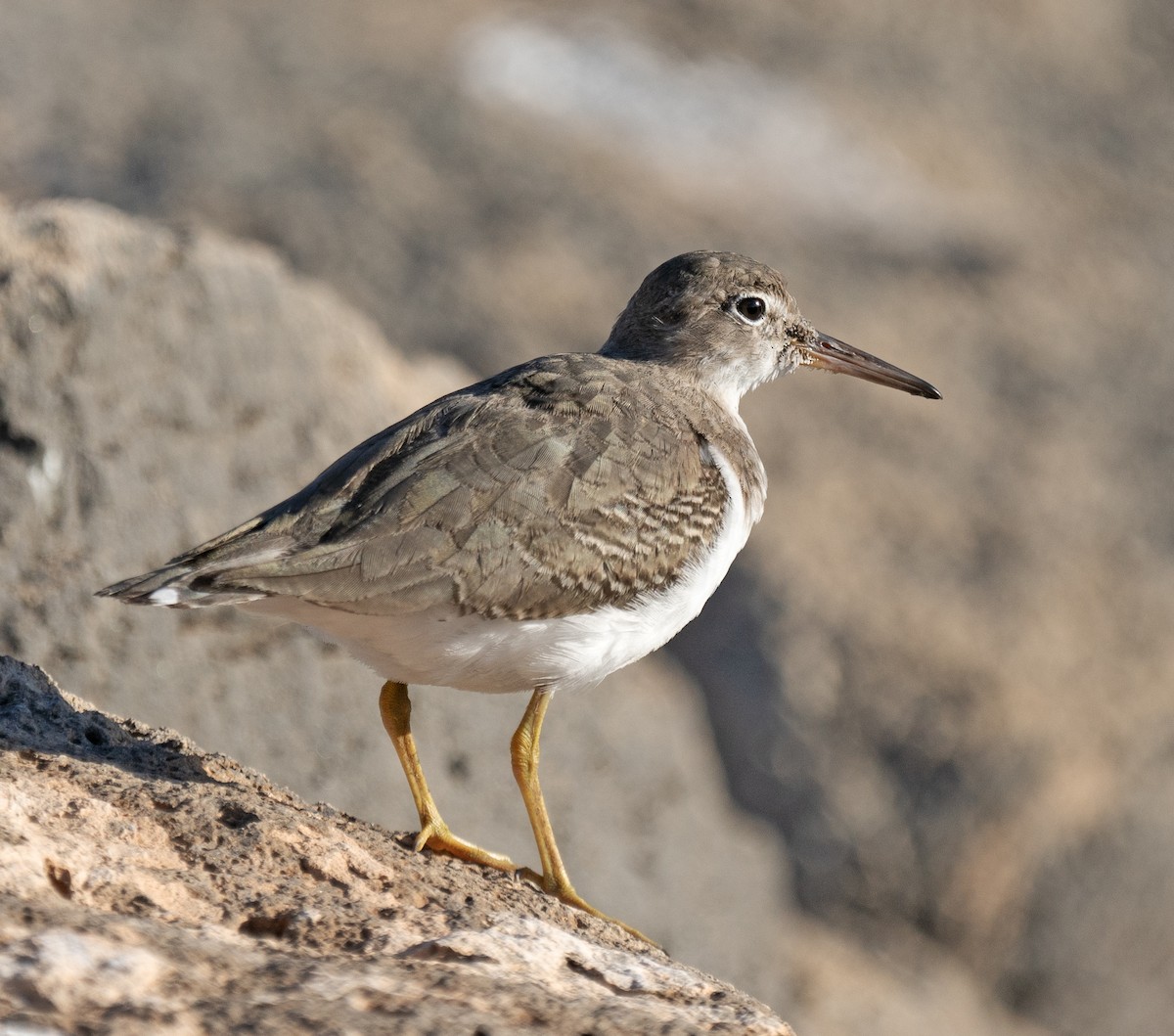 Kuliska orbanduna - ML645037910