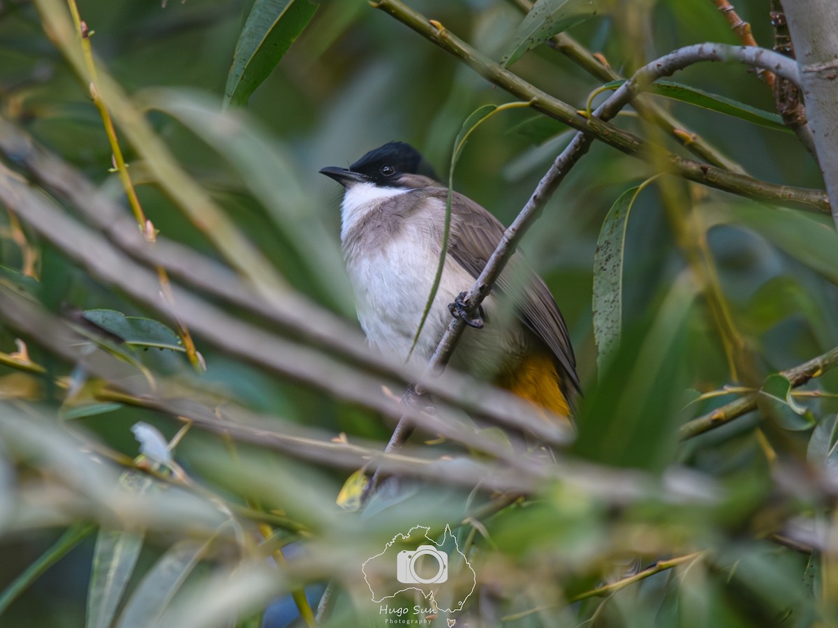 Brown-breasted Bulbul - ML645037912