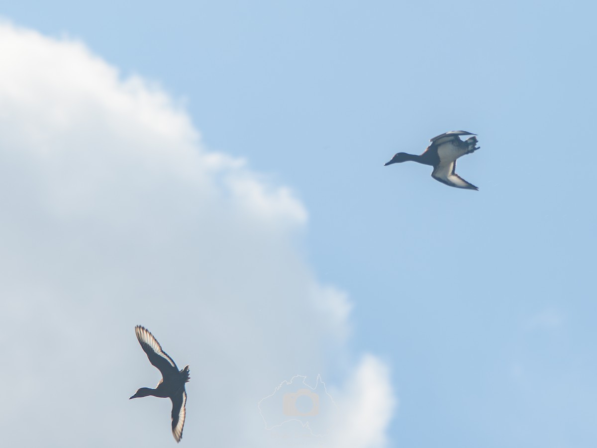 Murgilari arrea - ML645037914