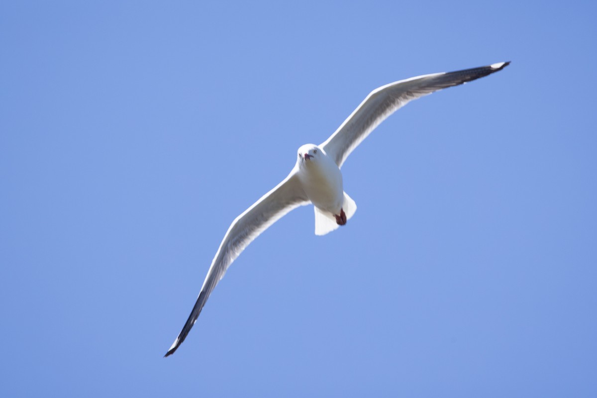 Zilar-antxeta - ML645037915