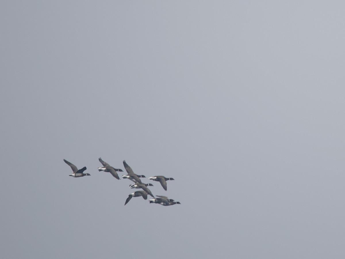 Branta musubeltza - ML645037916