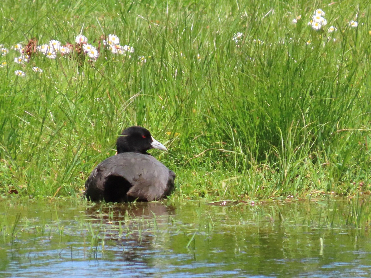 Kopetazuri arrunta - ML645037917