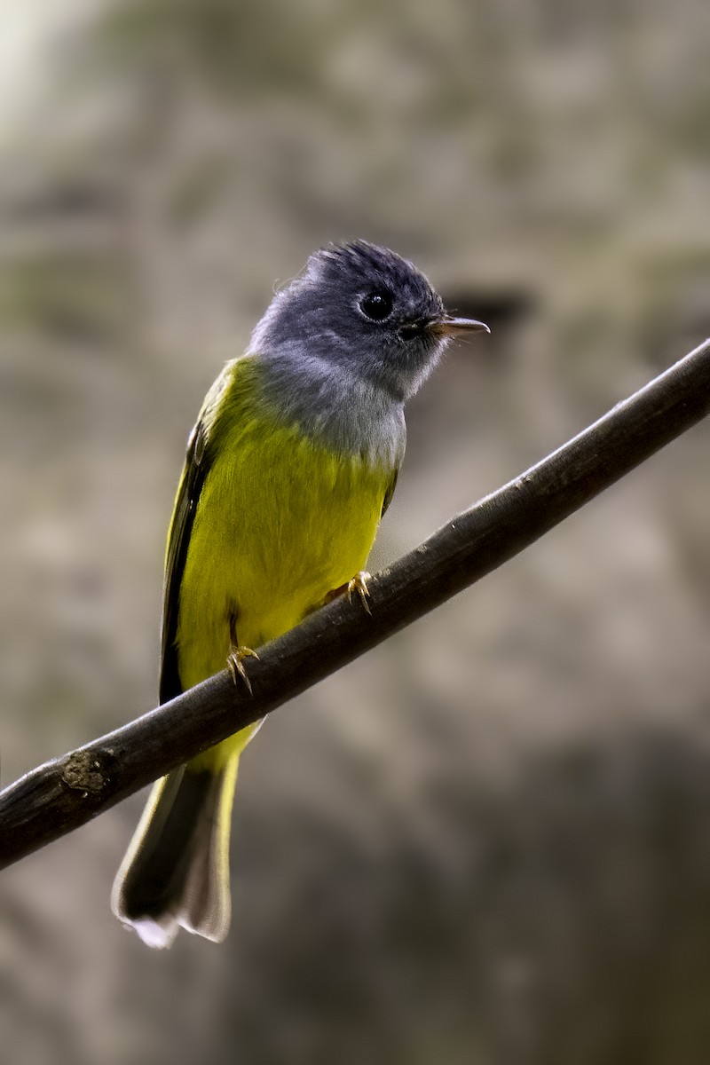 Gray-headed Canary-Flycatcher - ML645037921