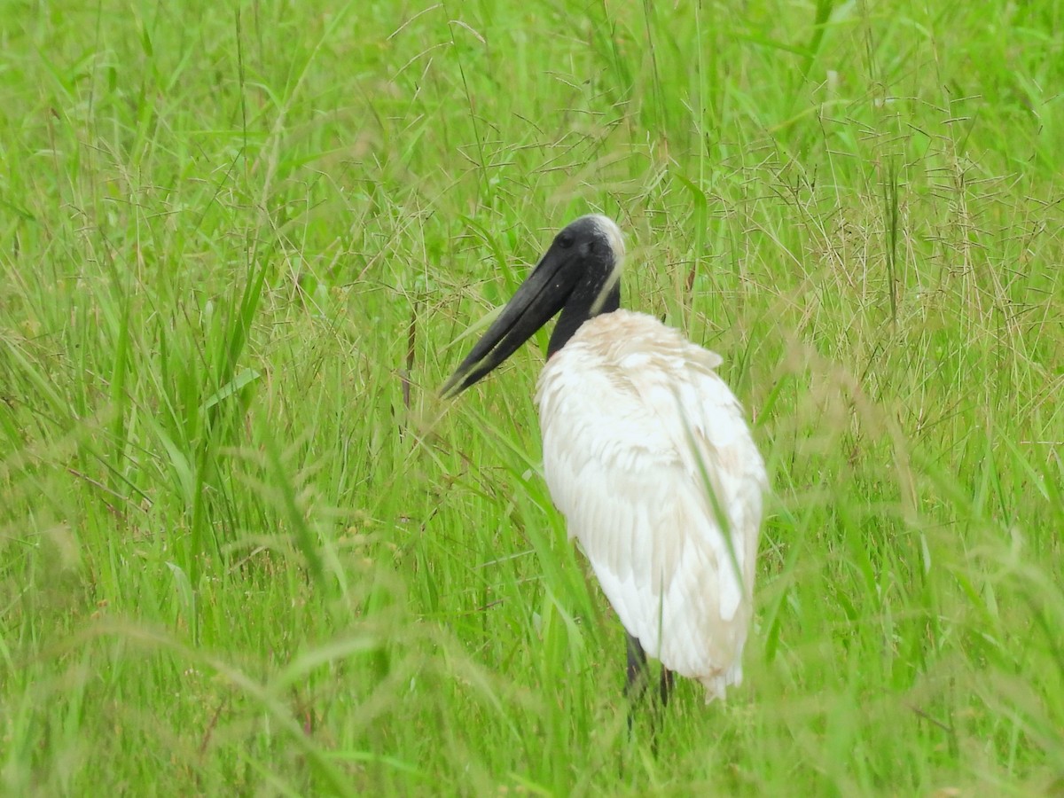 Jabiru amerikarra - ML645037922