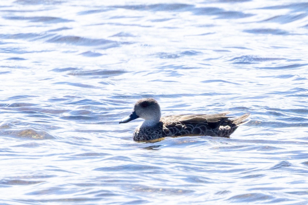 Zertzeta grisa - ML645037923