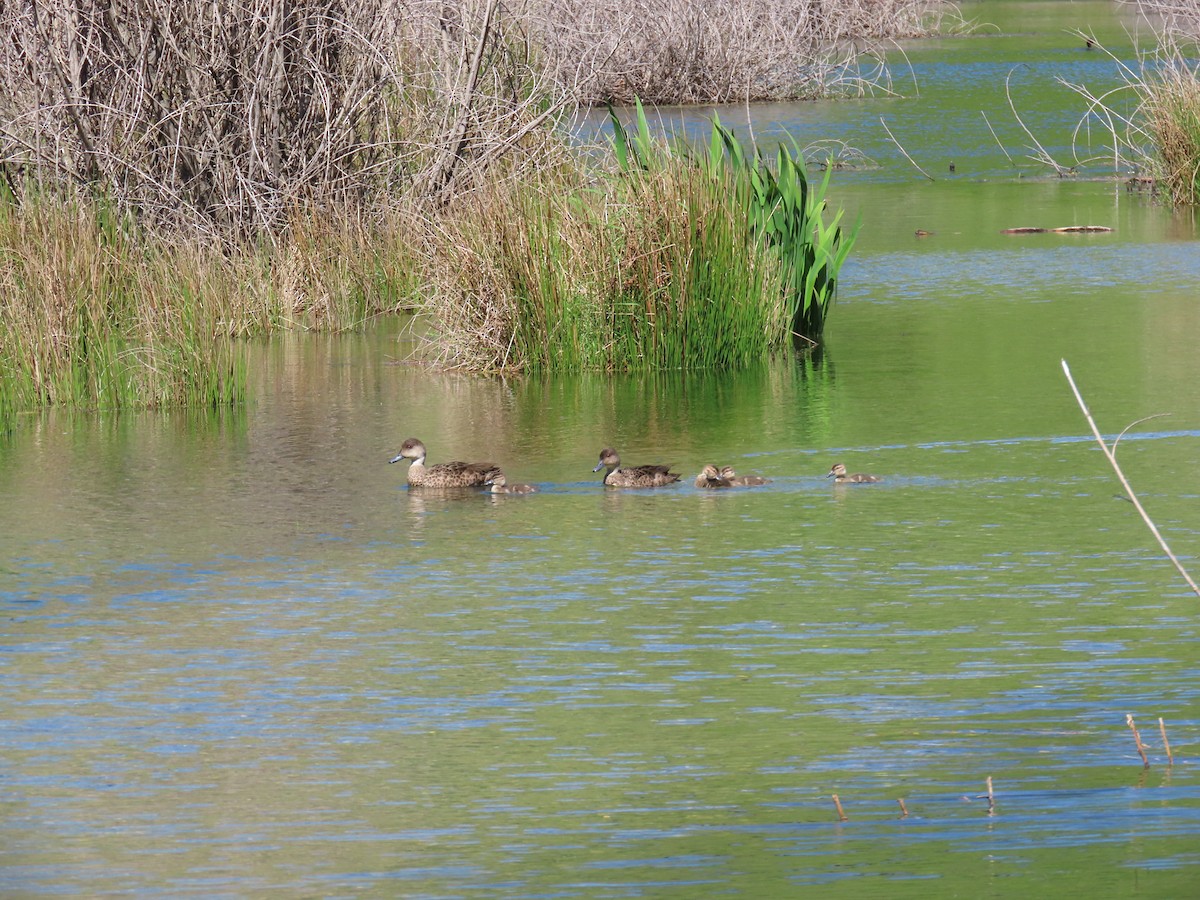 Zertzeta grisa - ML645037925