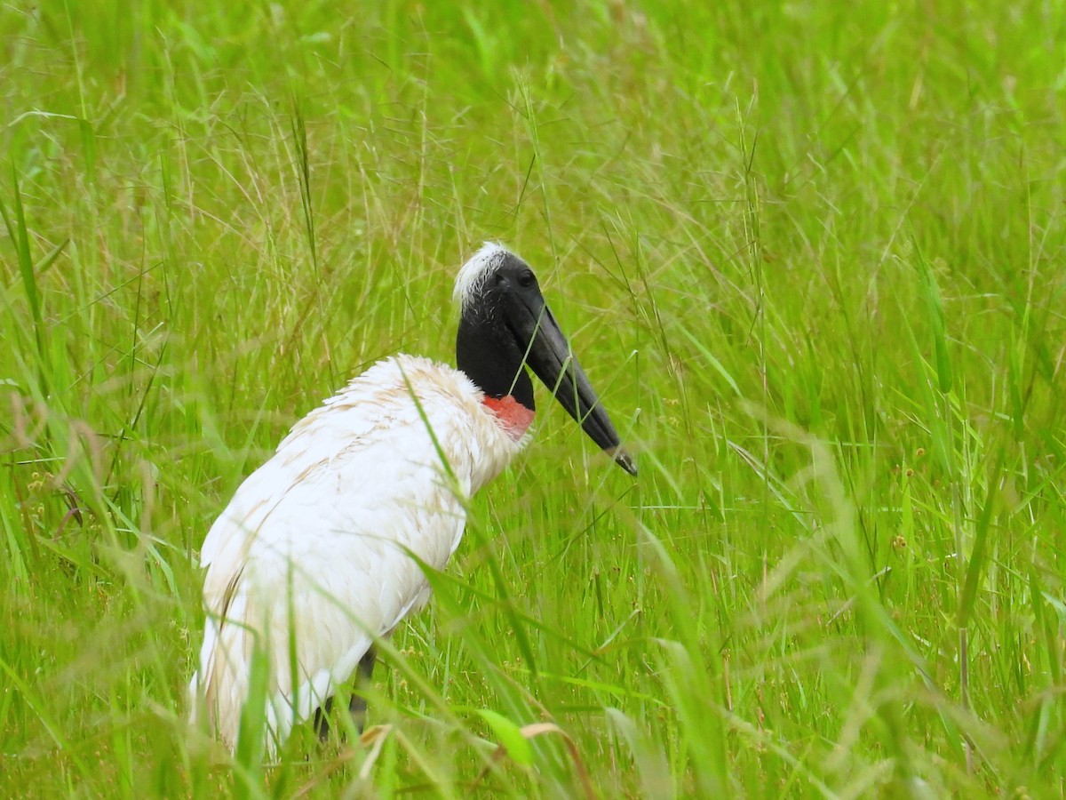 Jabiru amerikarra - ML645037927