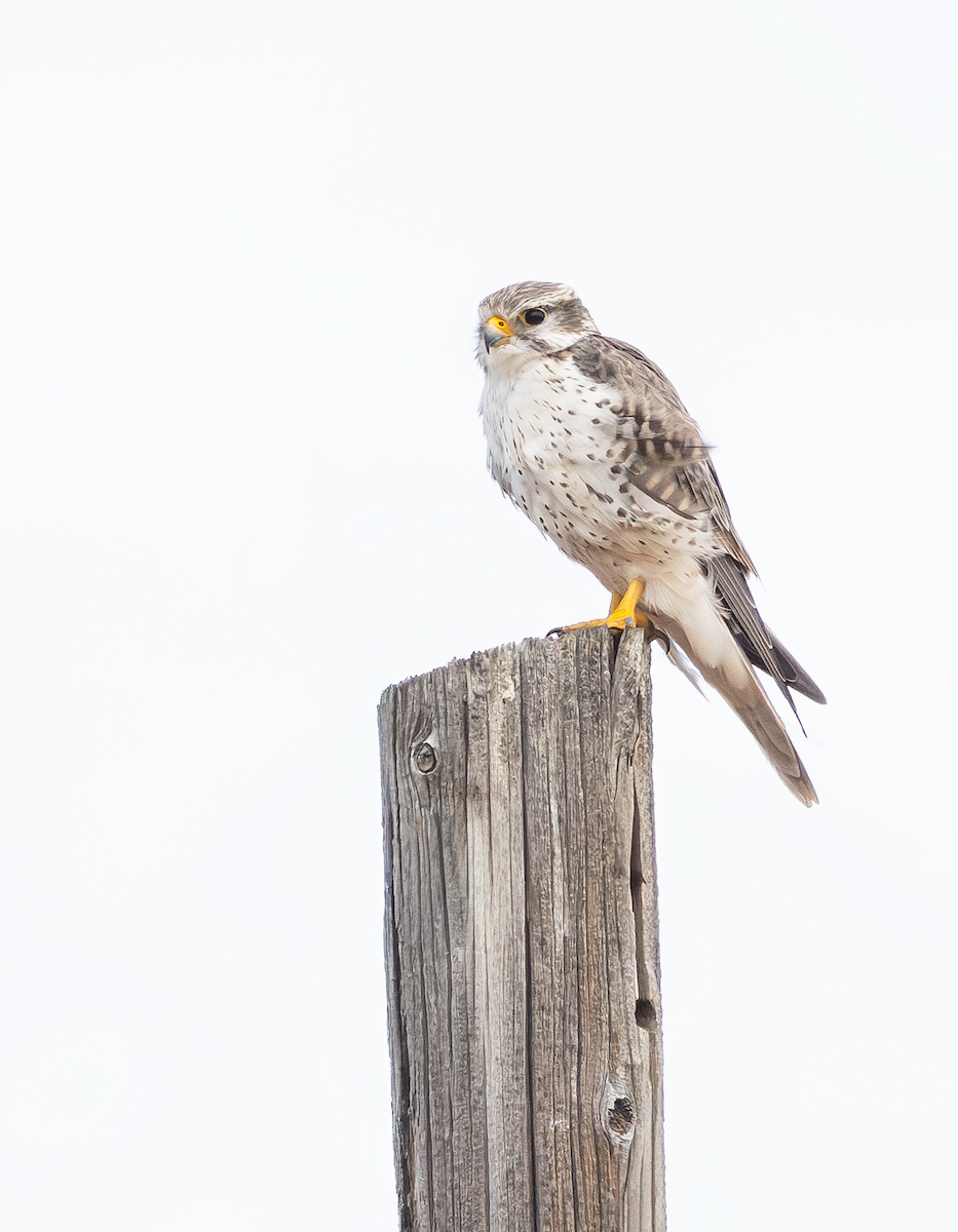 Prairie Falcon - ML645037929