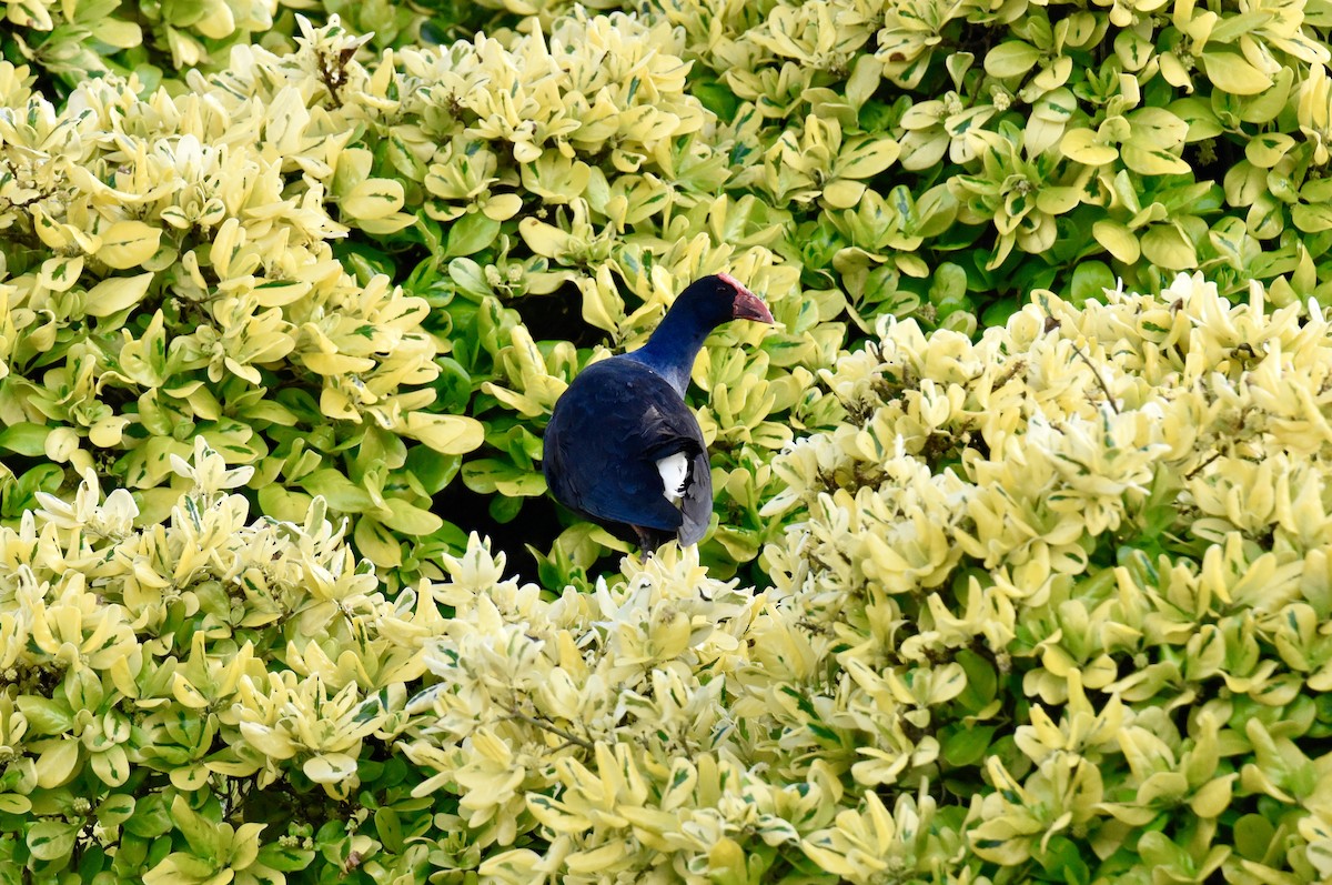 Australasian Swamphen - ML645037932
