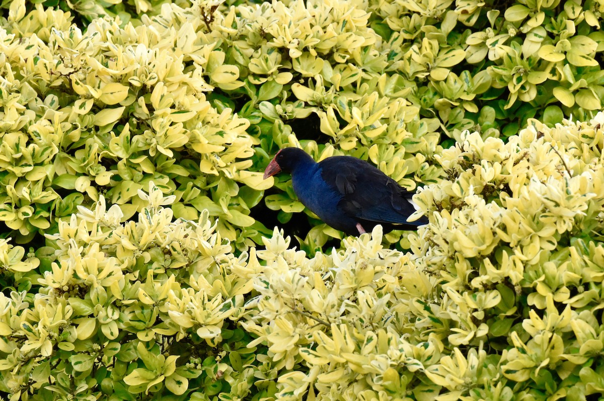 Australasian Swamphen - ML645037933