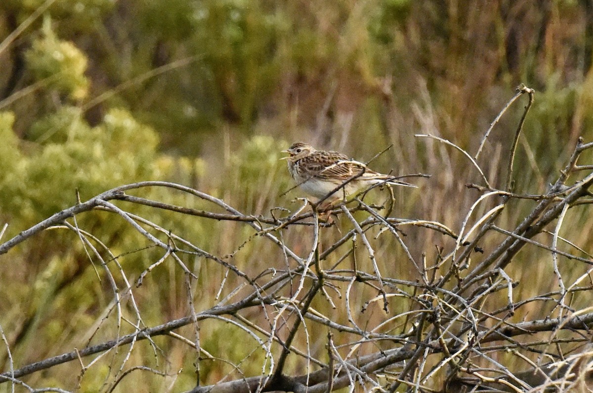 זרעית השדה - ML645037948