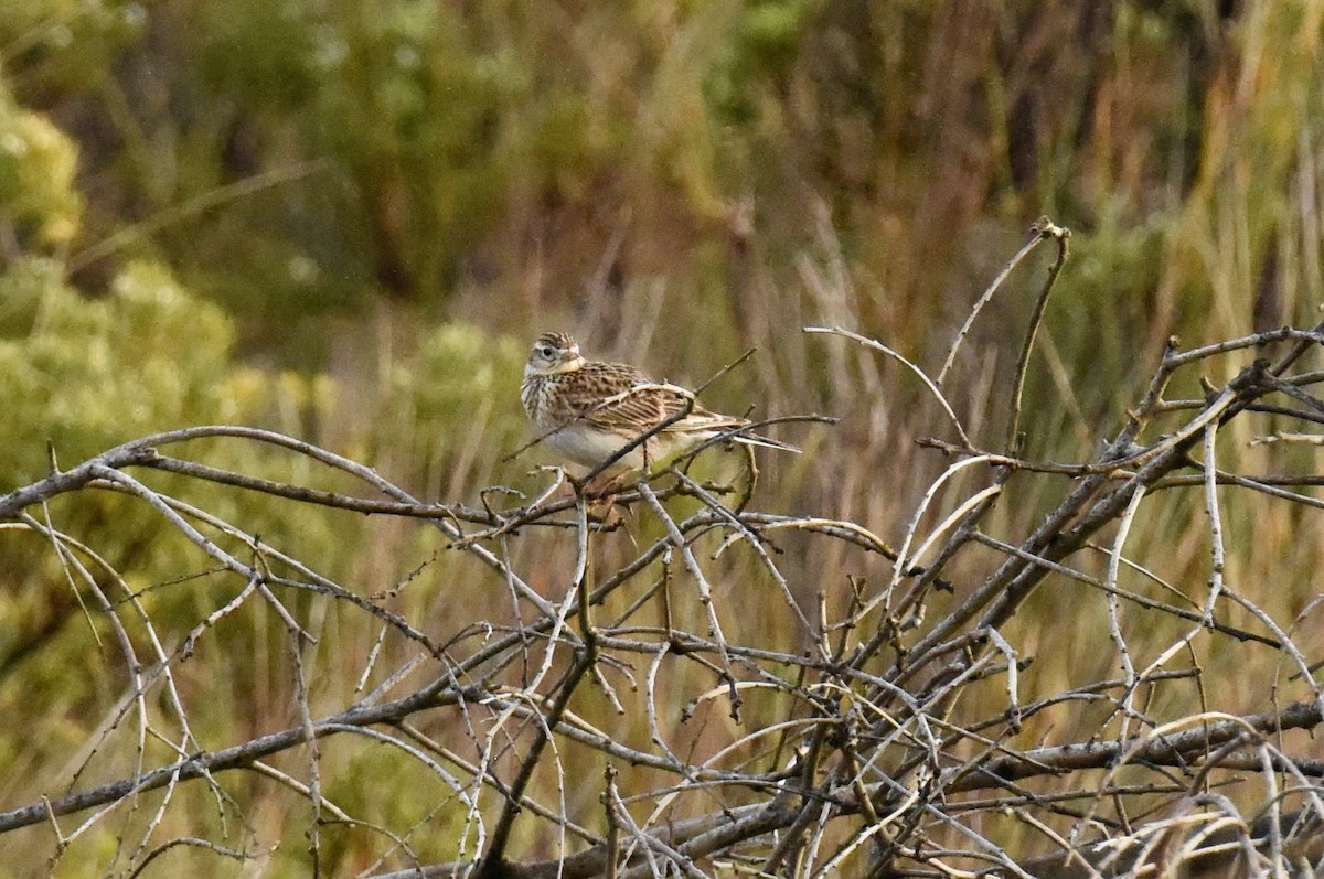 זרעית השדה - ML645037949