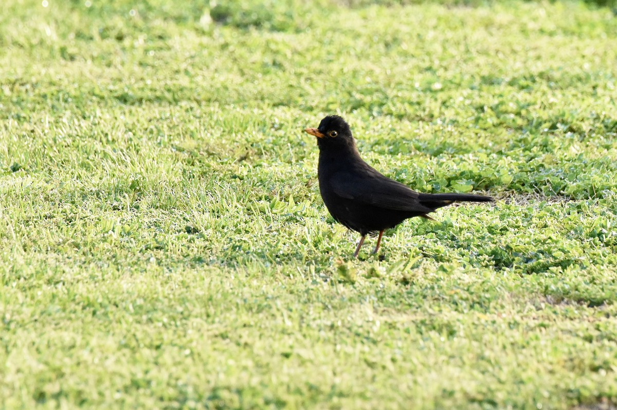 שחרור - ML645037952