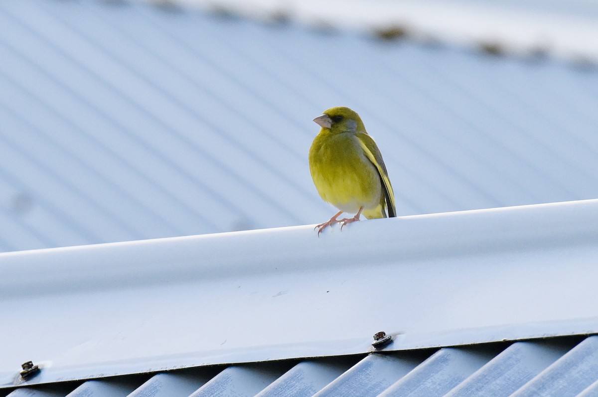 ירקון - ML645037957