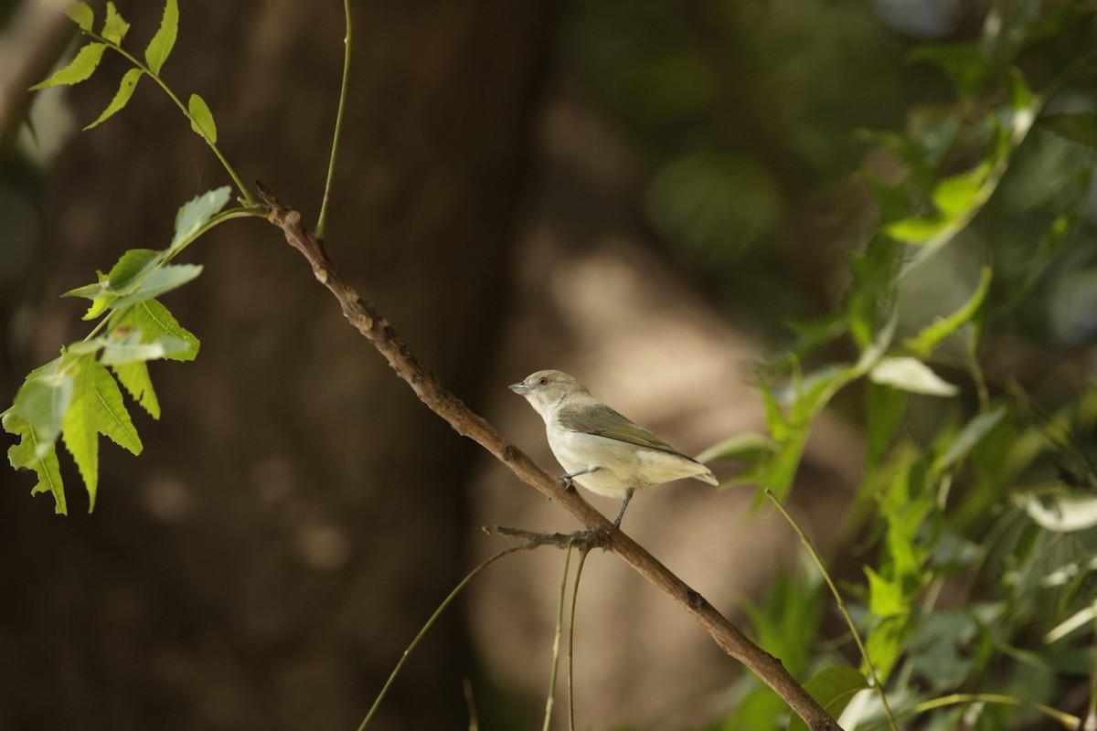 Thick-billed Flowerpecker - ML645037959