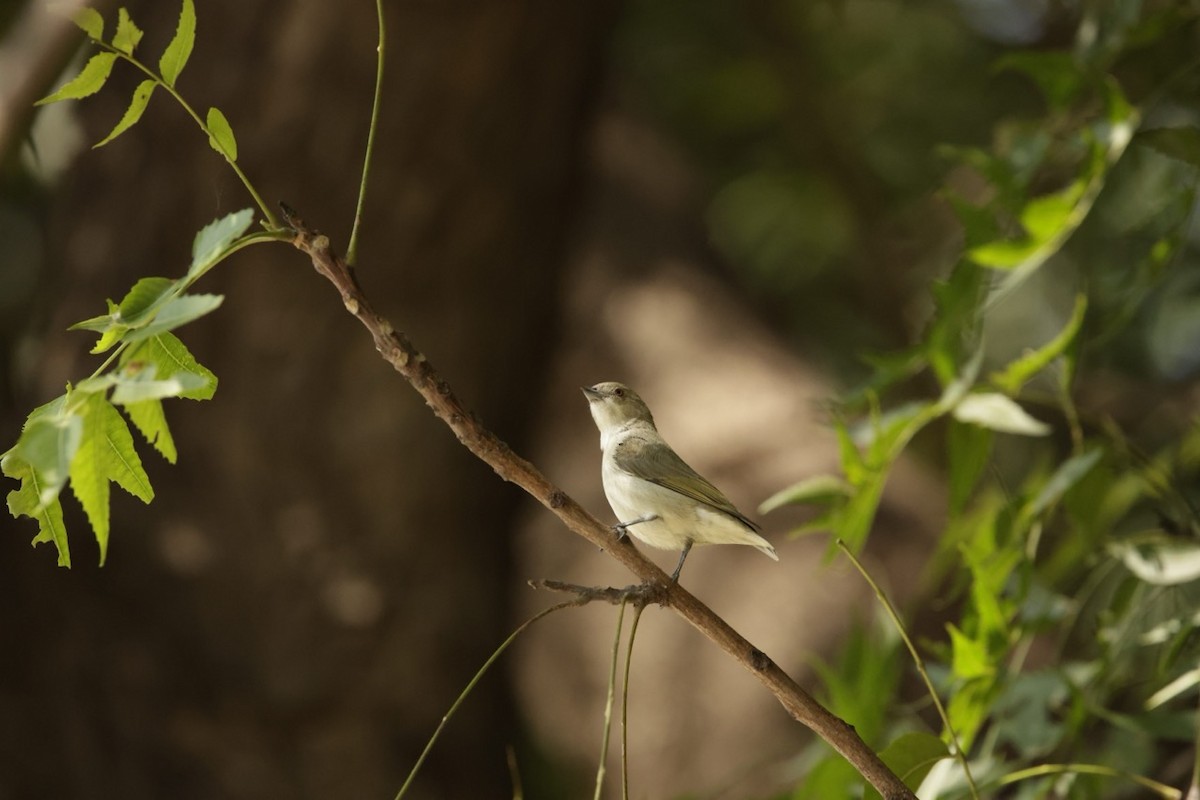 Thick-billed Flowerpecker - ML645037960