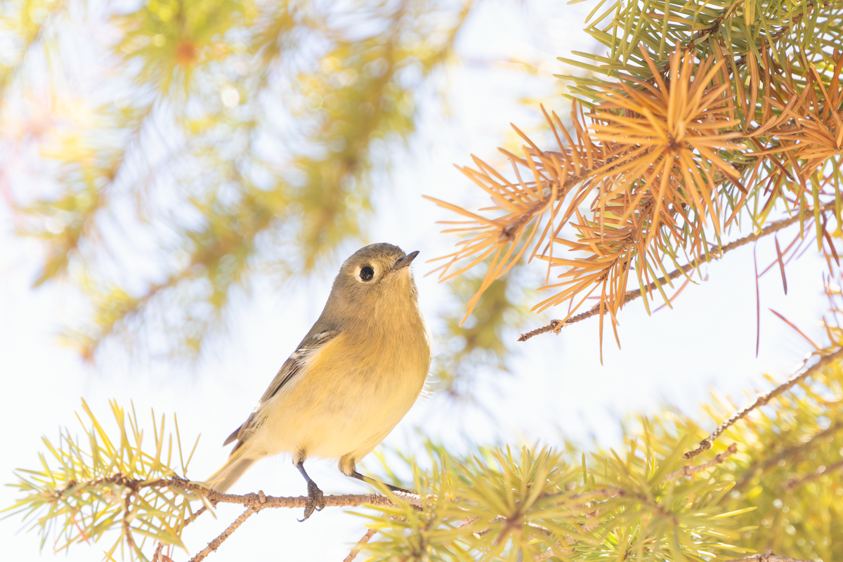 מלכילון אמריקני - ML645037961
