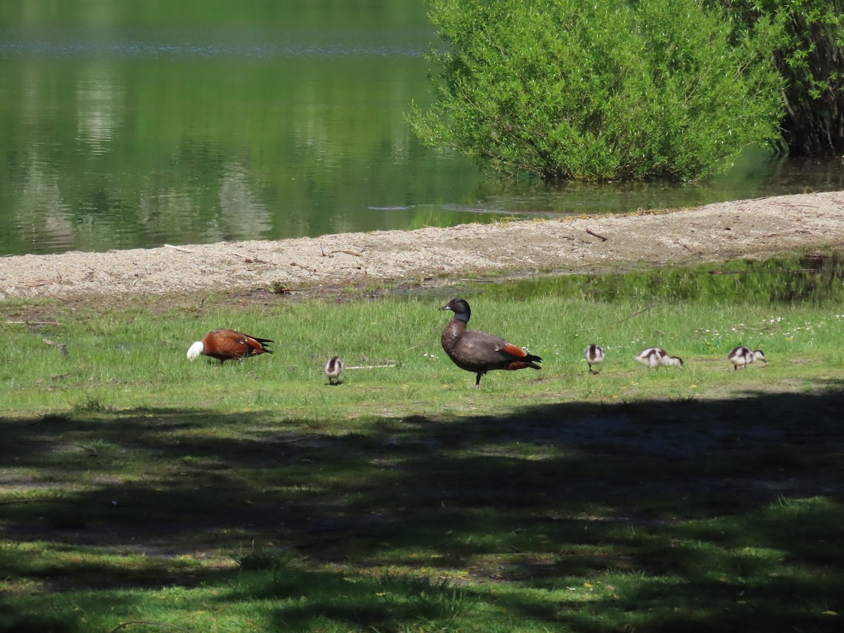 Tarro Maorí - ML645037968