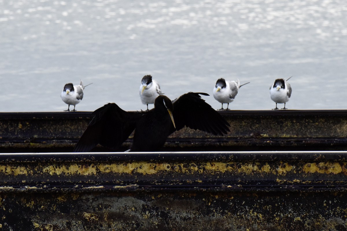 Australasian Darter - ML645037972
