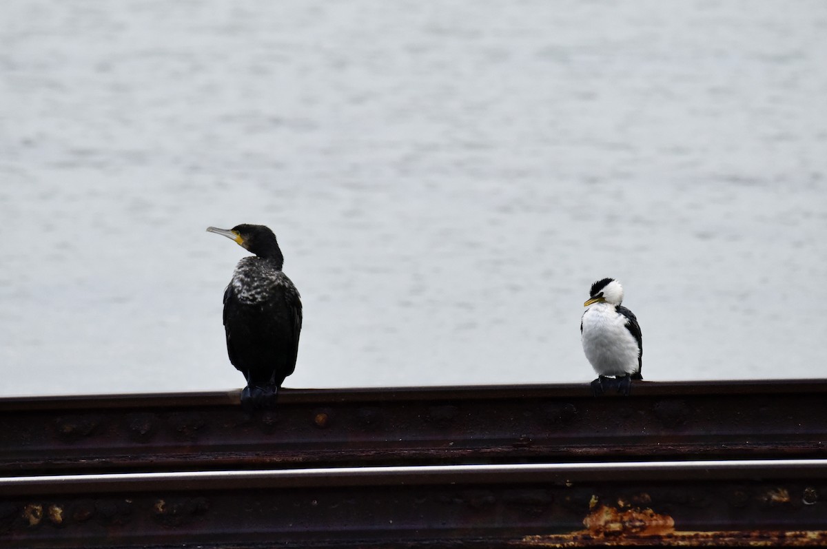 Little Pied Cormorant - ML645037974