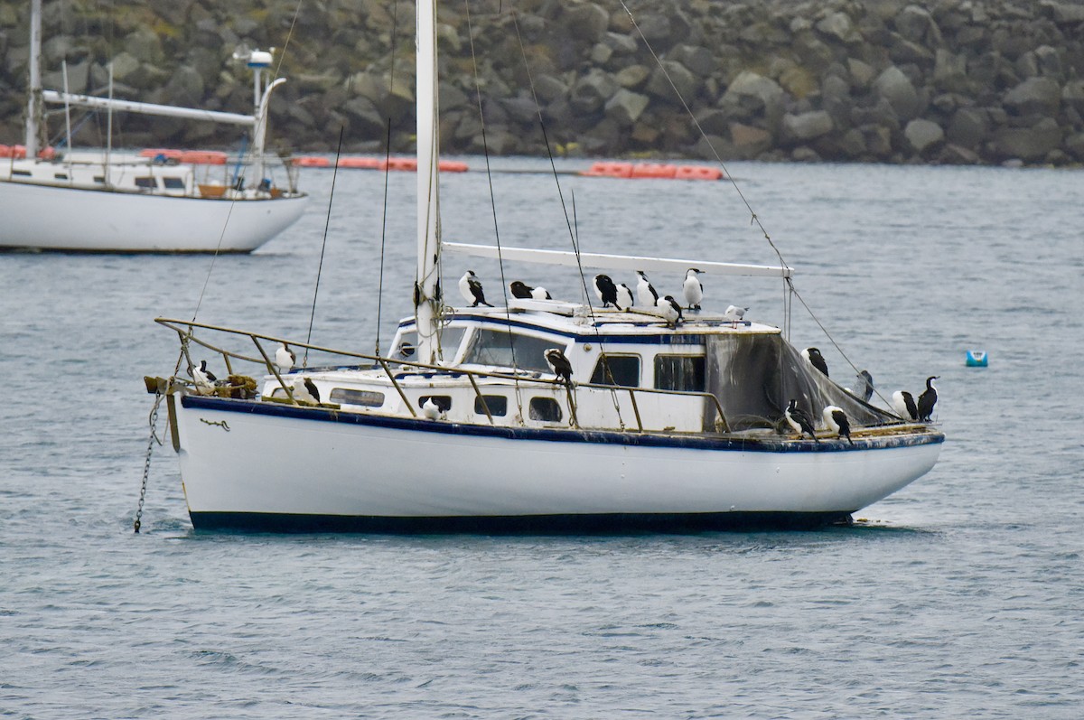 Black-faced Cormorant - ML645037976