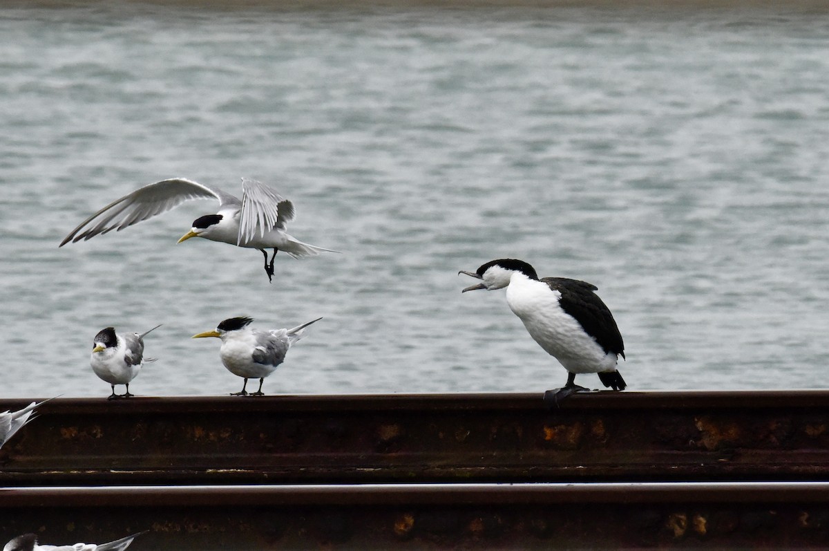Black-faced Cormorant - ML645037981
