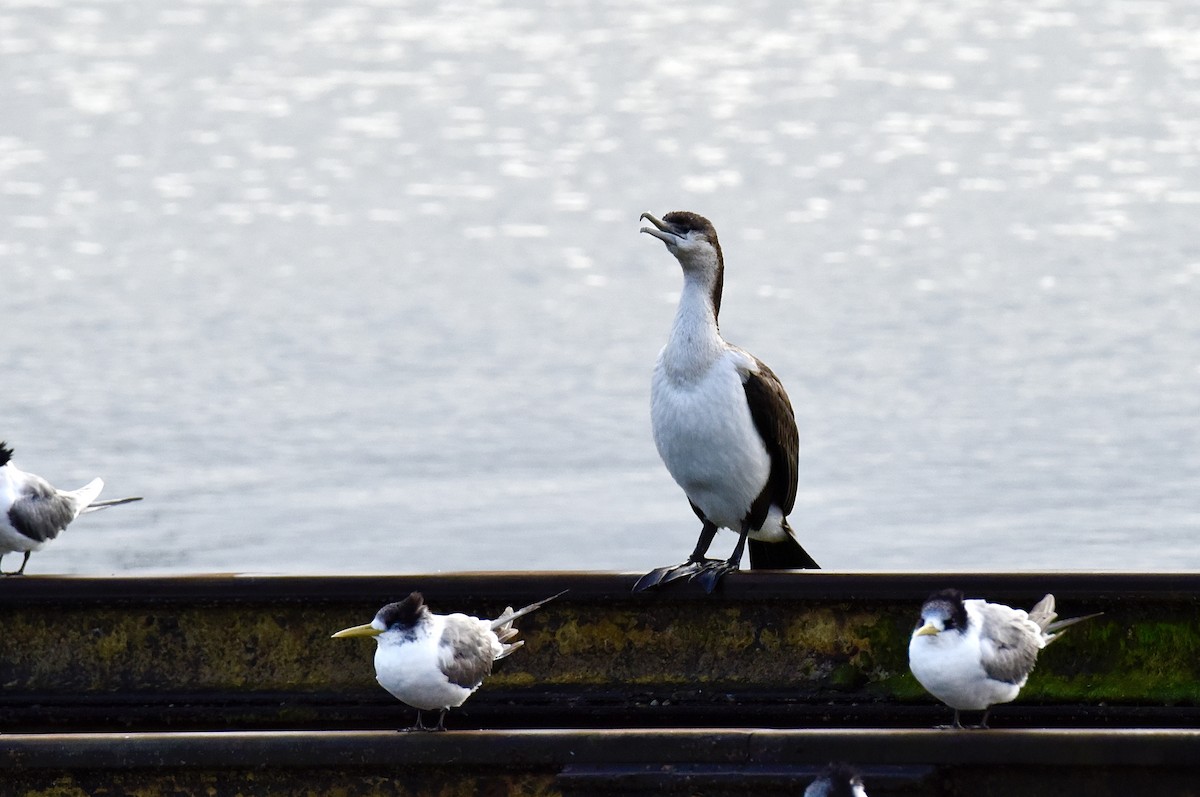 Black-faced Cormorant - ML645037982