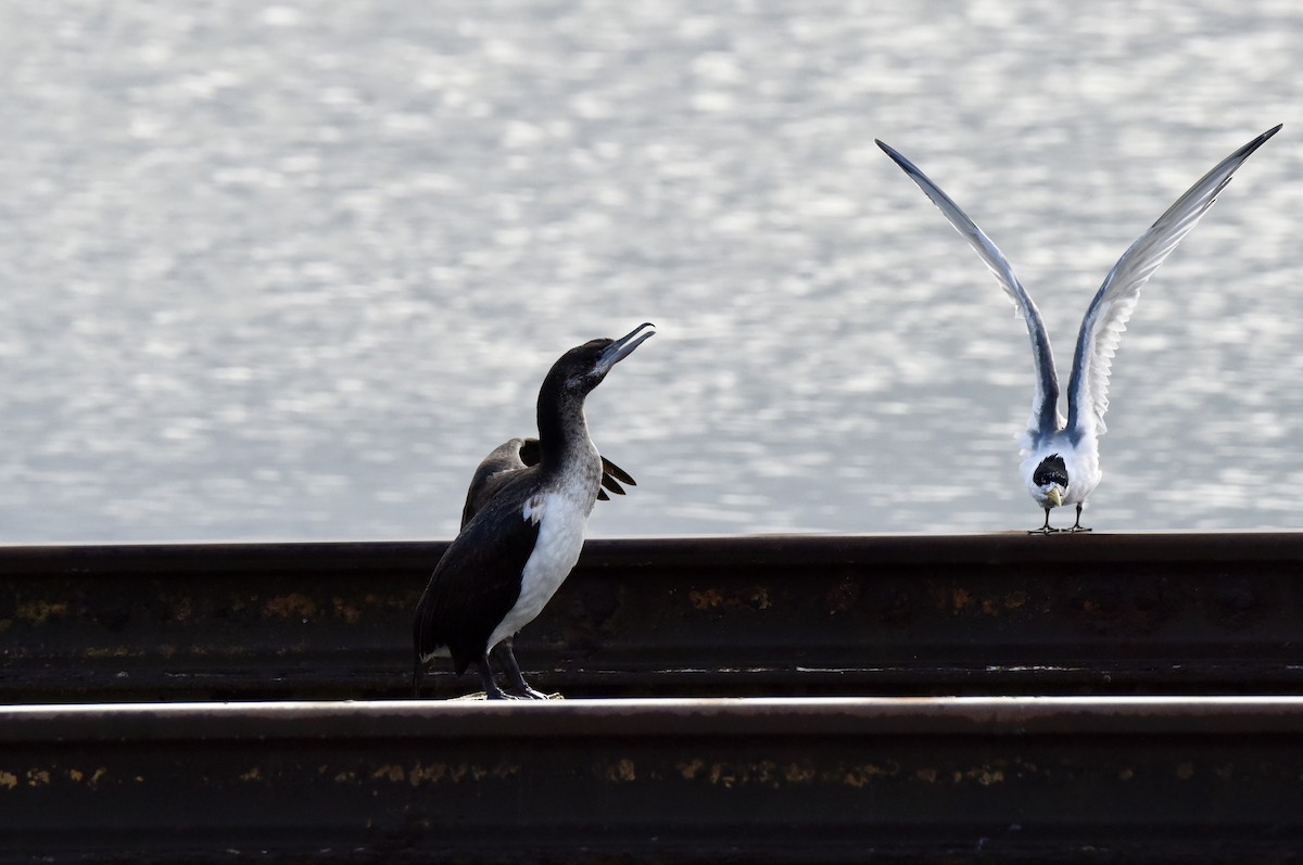 Black-faced Cormorant - ML645037983