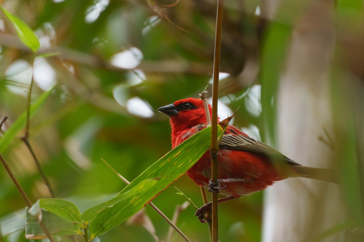 Red Fody - ML645037992