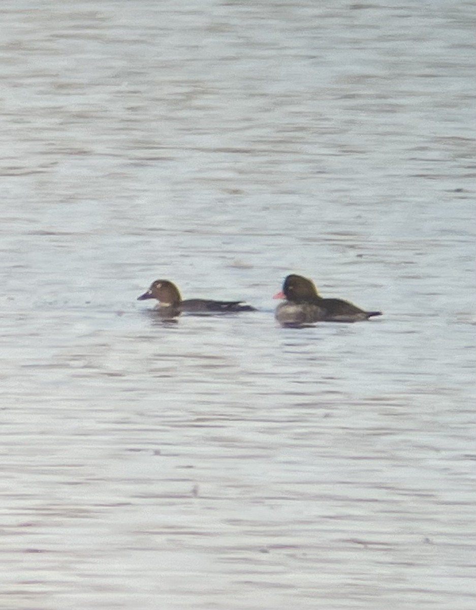 Barrow's Goldeneye - ML645038020