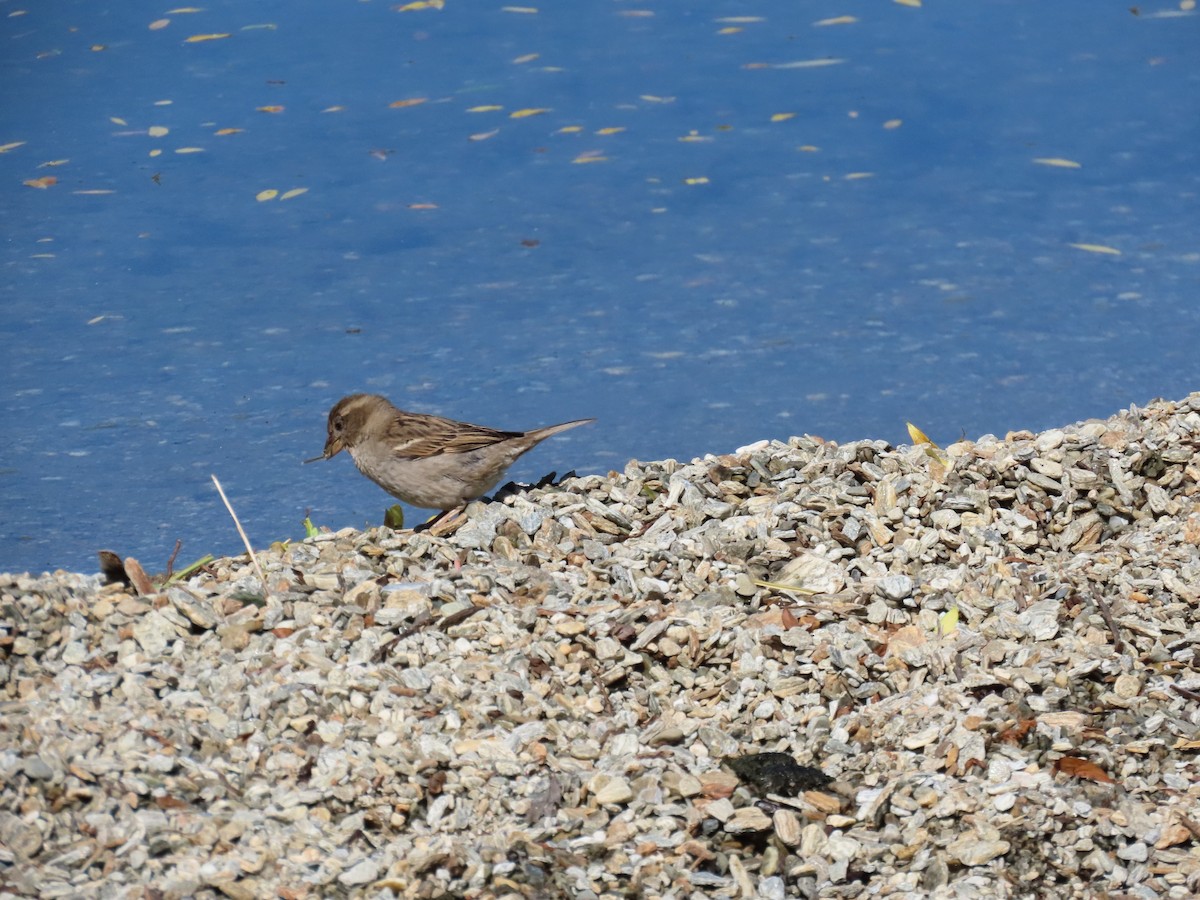 vrabec domácí - ML645038023