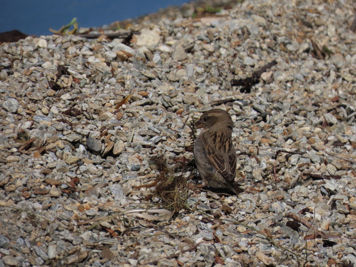 vrabec domácí - ML645038024