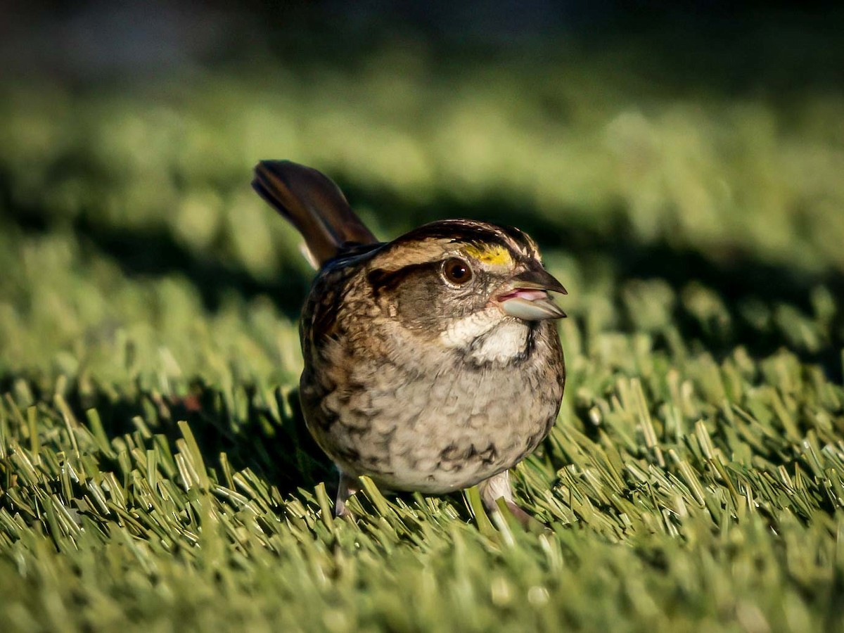 White-throated Sparrow - ML645038026