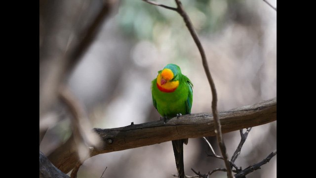 Superb Parrot - ML645038040