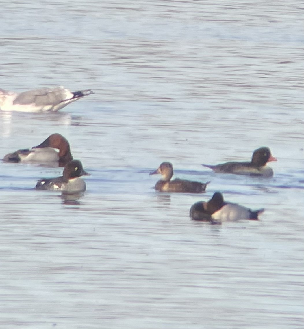 Barrow's Goldeneye - ML645038042