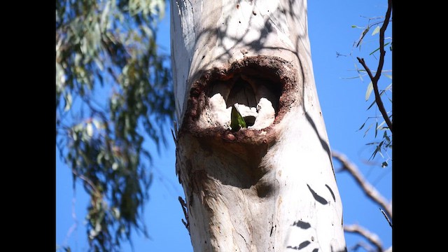Little Lorikeet - ML645038062