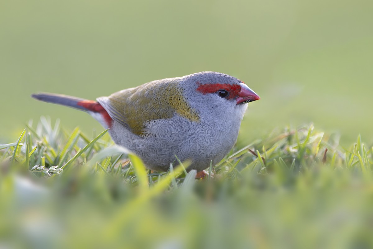 Al Kaşlı Belikınalı - ML645038080