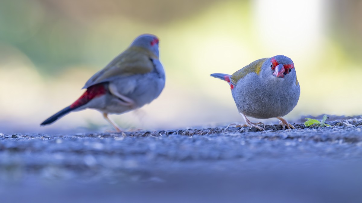 Al Kaşlı Belikınalı - ML645038081