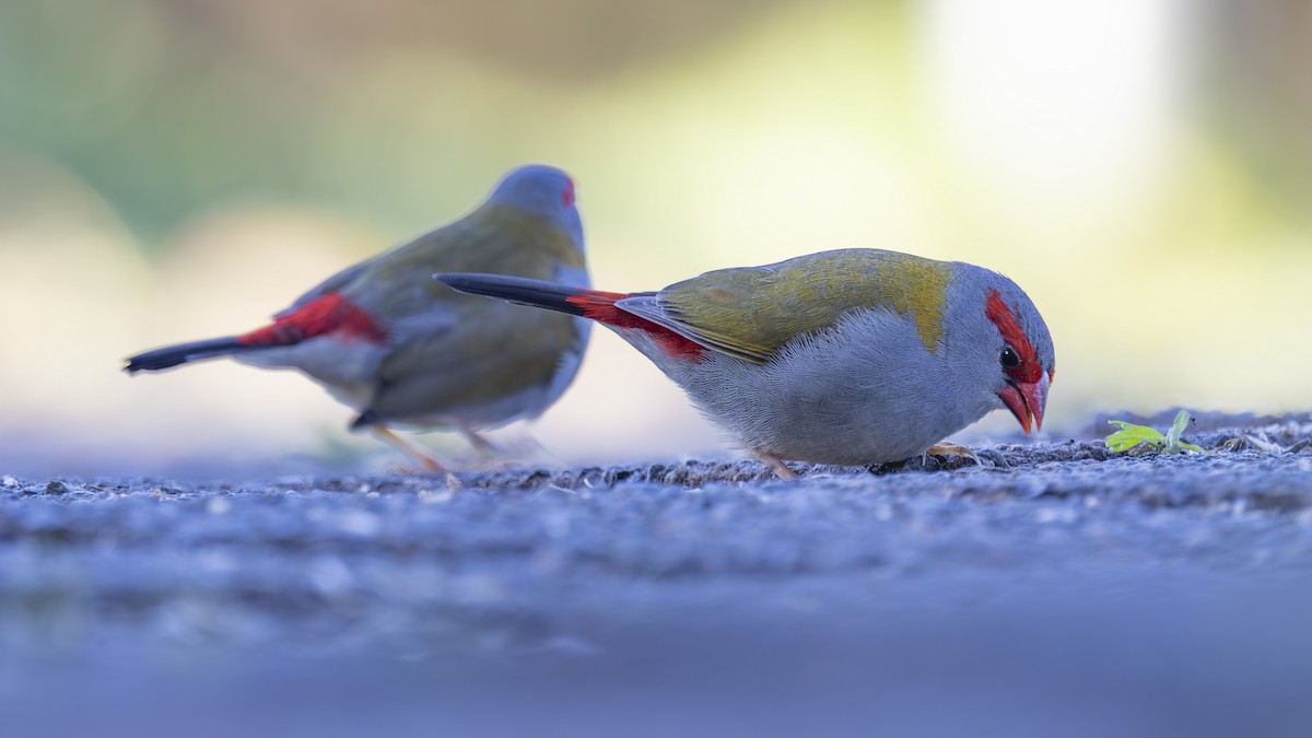 Al Kaşlı Belikınalı - ML645038082