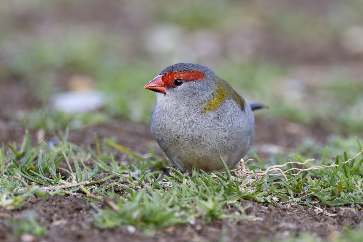 Al Kaşlı Belikınalı - ML645038083