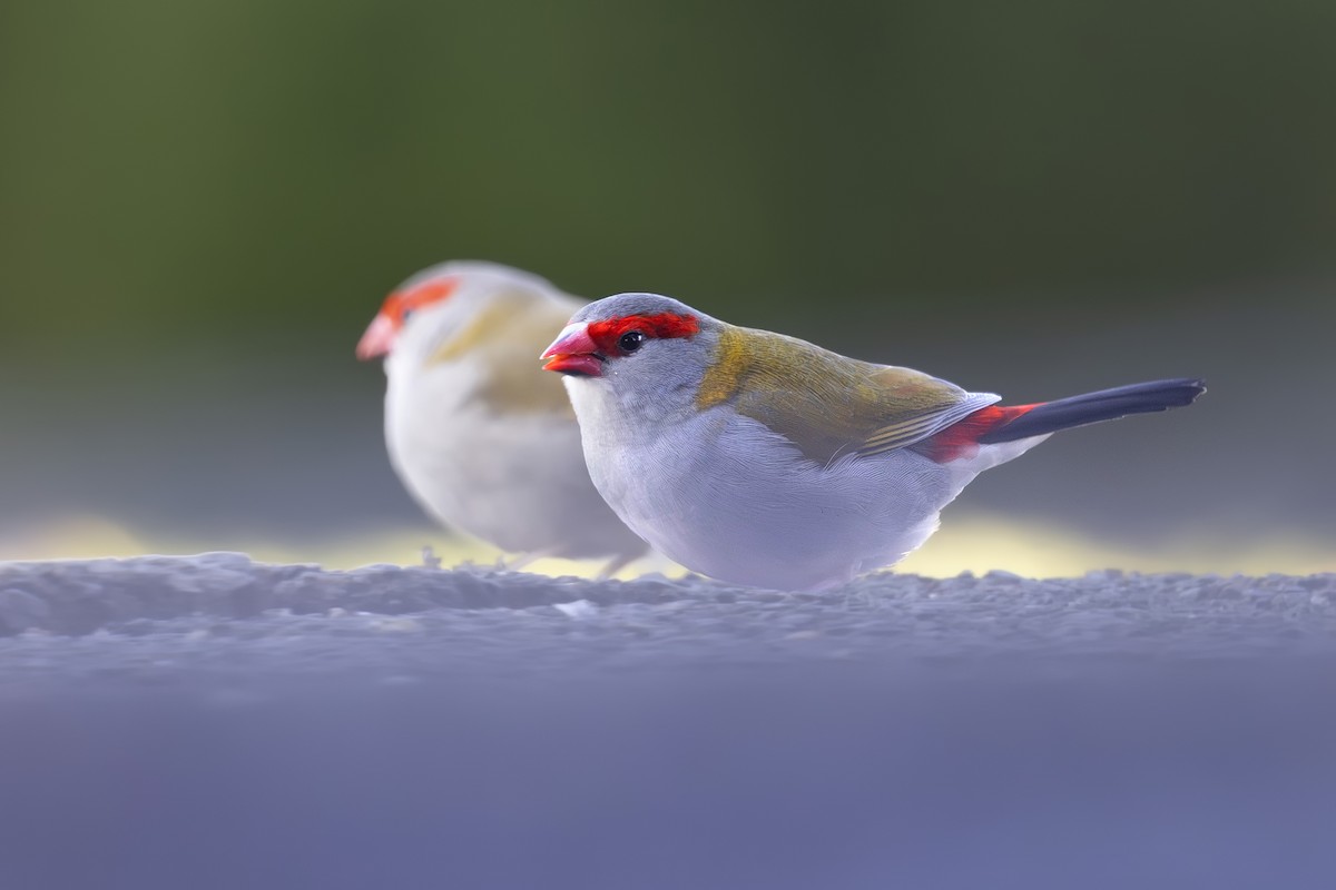 Al Kaşlı Belikınalı - ML645038084