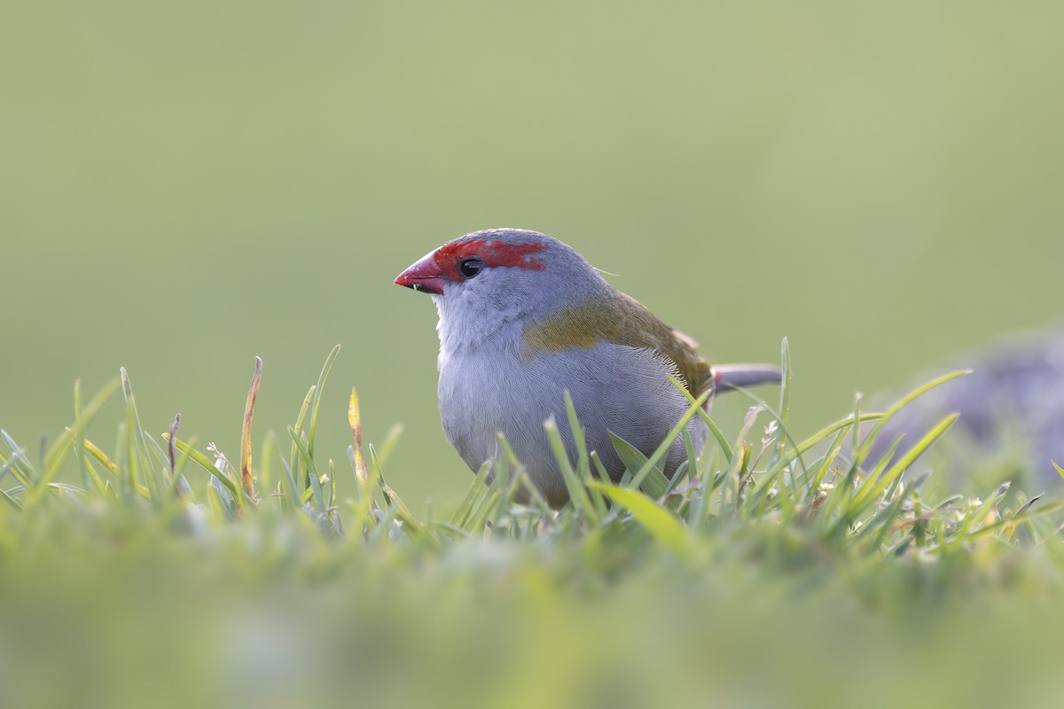 Al Kaşlı Belikınalı - ML645038085