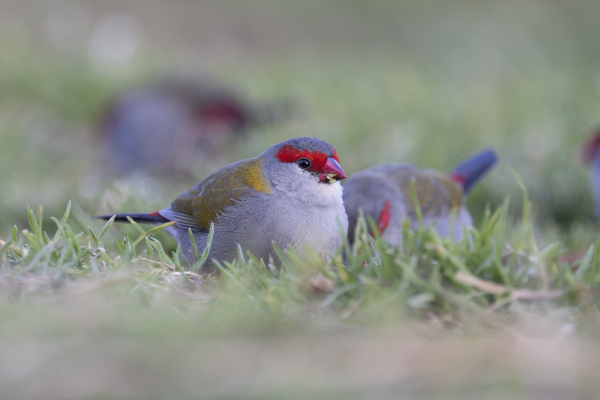 Al Kaşlı Belikınalı - ML645038086