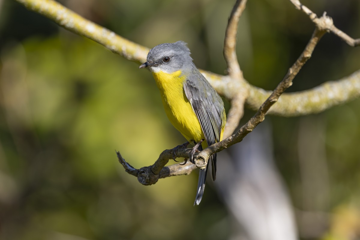 Королець жовтий - ML645038095