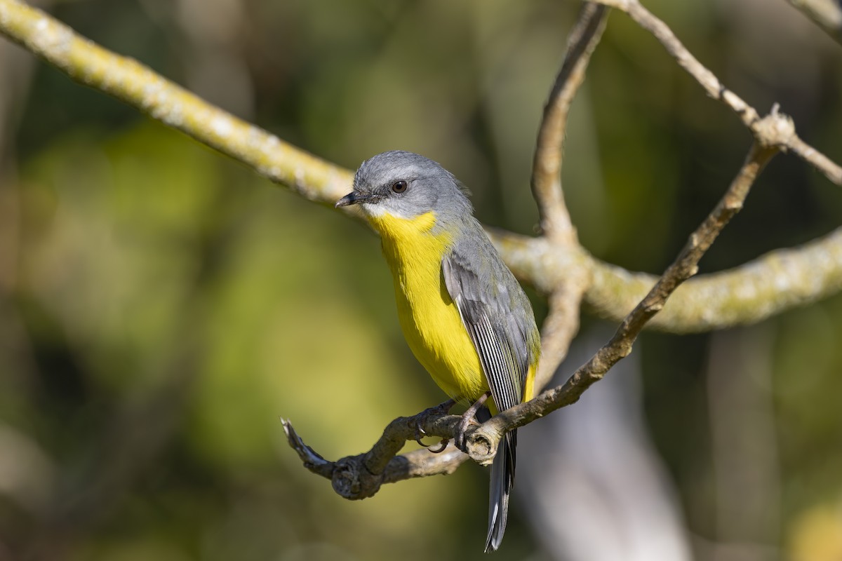 Королець жовтий - ML645038098