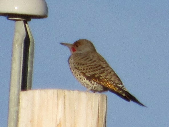 Northern Flicker - ML645038108